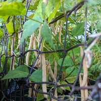 Teparyboon Black Mitla (Phaseolus acutifolius)  zaden