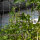 Teparyboon Black Mitla (Phaseolus acutifolius)  zaden