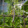 Teparyboon Black Mitla (Phaseolus acutifolius)  zaden