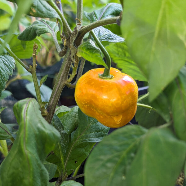 Boomchili Rocoto Canario (Capsicum pubescens) Zaden