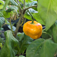 Boomchili Rocoto Canario (Capsicum pubescens) Zaden