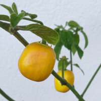 Boomchili Rocoto Canario (Capsicum pubescens) Zaden