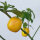 Boomchili Rocoto Canario (Capsicum pubescens) Zaden