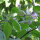 Boomchili Rocoto Canario (Capsicum pubescens) Zaden