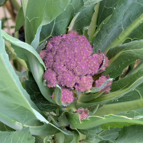 Paarse bloemkool Violetta di Sicilia (Brassica oleracea var. botrytis) zaden