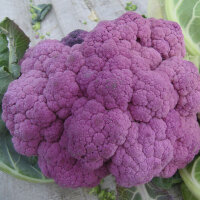 Paarse bloemkool Violetta di Sicilia (Brassica oleracea var. botrytis) zaden