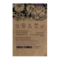 Paarse bloemkool Violetta di Sicilia (Brassica oleracea var. botrytis) zaden