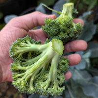 Broccoli ‘Limba’ (Brassica oleracea var. italica) biologisch zaad