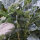 Broccoli ‘Limba’ (Brassica oleracea var. italica) biologisch zaad