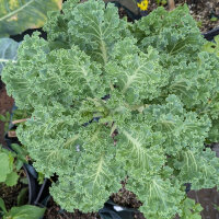 Boerenkool ‘Emerald Ice’ (Brassica oleracea convar. acephala var. sabellica) zaden
