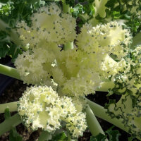Boerenkool ‘Emerald Ice’ (Brassica oleracea convar. acephala var. sabellica) zaden