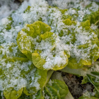 Winter paksoi ‘Golden Heart’ (Brassica rapa var. chinensis) biologisch zaad