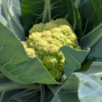 Groene bloemkool ‘Verde di Macerata’ (Brassica oleracea) zaden