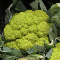 Groene bloemkool ‘Verde di Macerata’ (Brassica oleracea) zaden