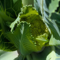 Groene bloemkool ‘Verde di Macerata’ (Brassica oleracea) zaden