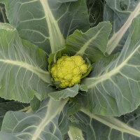 Groene bloemkool ‘Verde di Macerata’ (Brassica oleracea) zaden