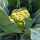 Groene bloemkool ‘Verde di Macerata’ (Brassica oleracea) zaden