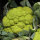 Groene bloemkool ‘Verde di Macerata’ (Brassica oleracea) zaden