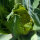 Groene bloemkool ‘Verde di Macerata’ (Brassica oleracea) zaden