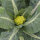 Groene bloemkool ‘Verde di Macerata’ (Brassica oleracea) zaden