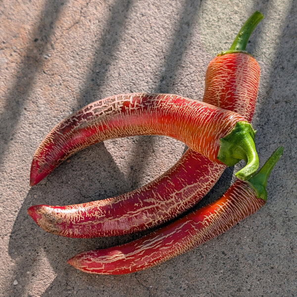 Chilipeper Elefant (Capsicum annuum) – Biologische zaden