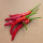 Koreanischer Chili Taeyang Medium (Capsicum annuum) Bio-Saatgut