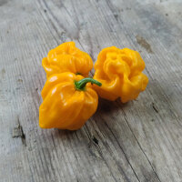 Chilipeper ‘Numex Suave Geel’ (Capsicum...