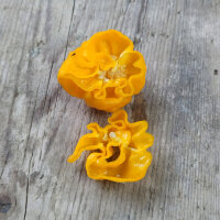 Chilipeper ‘Numex Suave Geel’ (Capsicum...