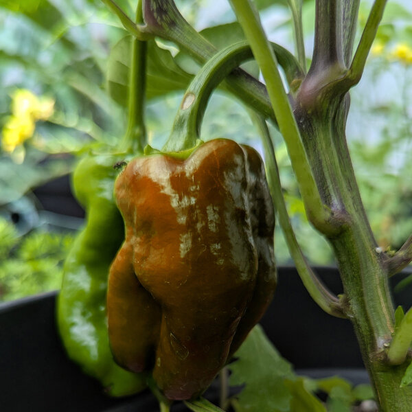 Zoete paprika Sweet Chocolate (Capsicum annuum) zaad