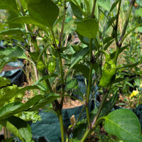 Zoete paprika Sweet Chocolate (Capsicum annuum) zaad