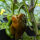 Zoete paprika Sweet Chocolate (Capsicum annuum) zaad
