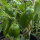 Zoete paprika Sweet Chocolate (Capsicum annuum) zaad