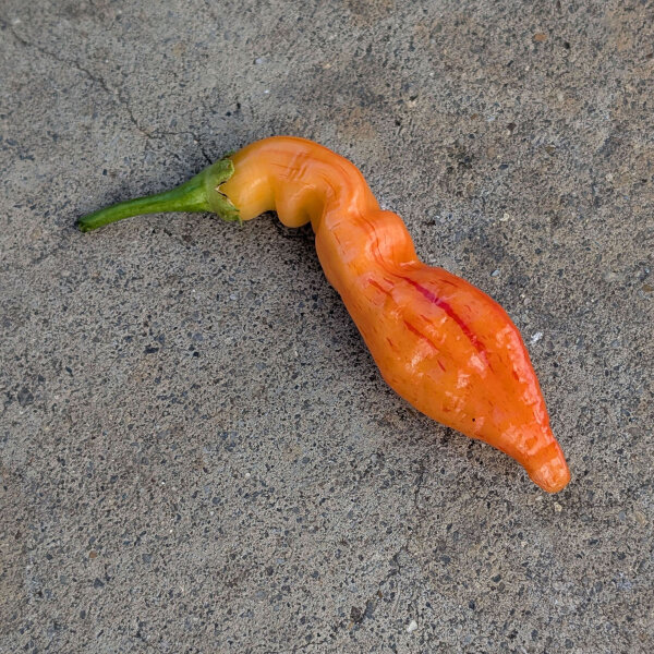 Chilipeper Sugar Rush Peach Stripey (Capsicum baccatum) zaden