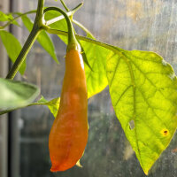 Chilipeper Sugar Rush Peach Stripey (Capsicum baccatum)...