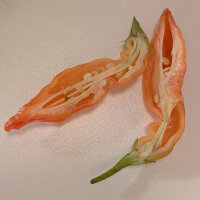 Chilipeper Sugar Rush Peach Stripey (Capsicum baccatum) zaden