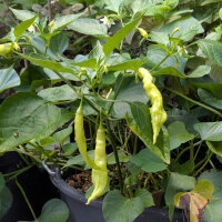 Chilipeper Sugar Rush Peach Stripey (Capsicum baccatum) zaden