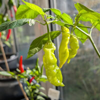 Chilipeper Sugar Rush Peach Stripey (Capsicum baccatum) zaden