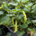 Chilipeper Sugar Rush Peach Stripey (Capsicum baccatum) zaden
