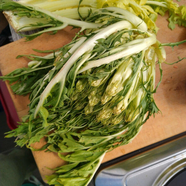 Catalogna ‘Puntarella Galatina’ (Cichorium intybus var. foliosum) zaden