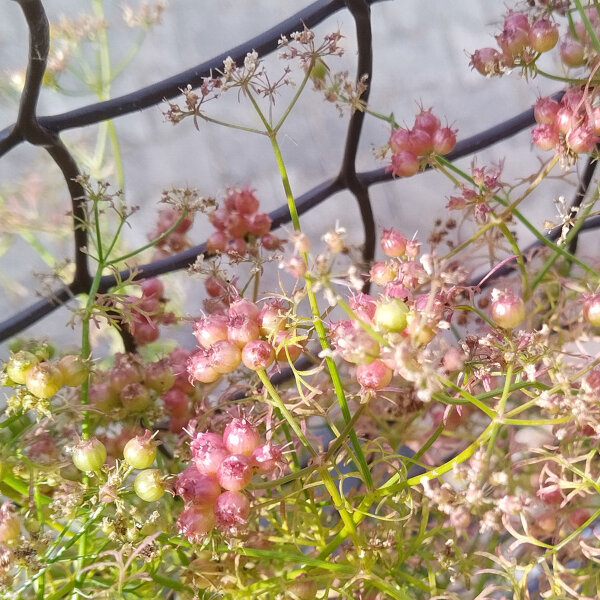 Koriander Jantar (Coriandrum sativum) zaden