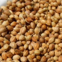 Koriander Jantar (Coriandrum sativum) zaden