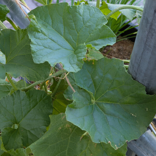 Netmeloen Petit gris de Rennes (Cucumis melo) biologisch zaad