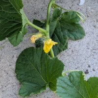 Netmeloen Petit gris de Rennes (Cucumis melo) biologisch zaad