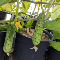 Netkomkommer Salome (Cucumis sativus) biologisch zaad