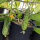 Netkomkommer Salome (Cucumis sativus) biologisch zaad