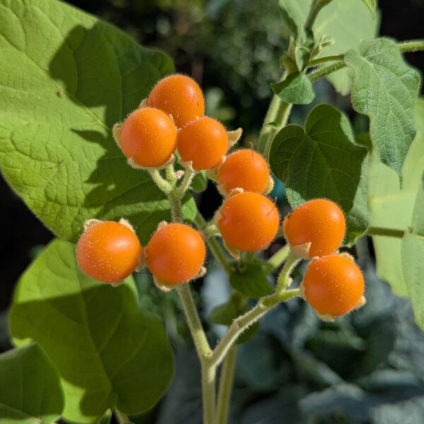 Dwergtamarillo (Solanum abutiloides) zaden