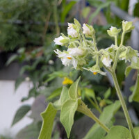 Dwergtamarillo (Solanum abutiloides) zaden