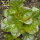 Winterkropsla Baquieu (Lactuca sativa) biologische zaden