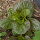 Winterkropsla Baquieu (Lactuca sativa) biologische zaden