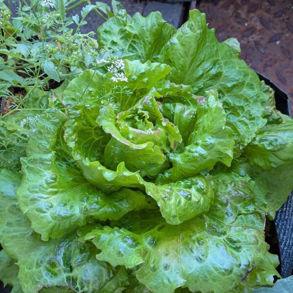 Bataviasla Maravilla de Verano (Lactuca sativa) zaden